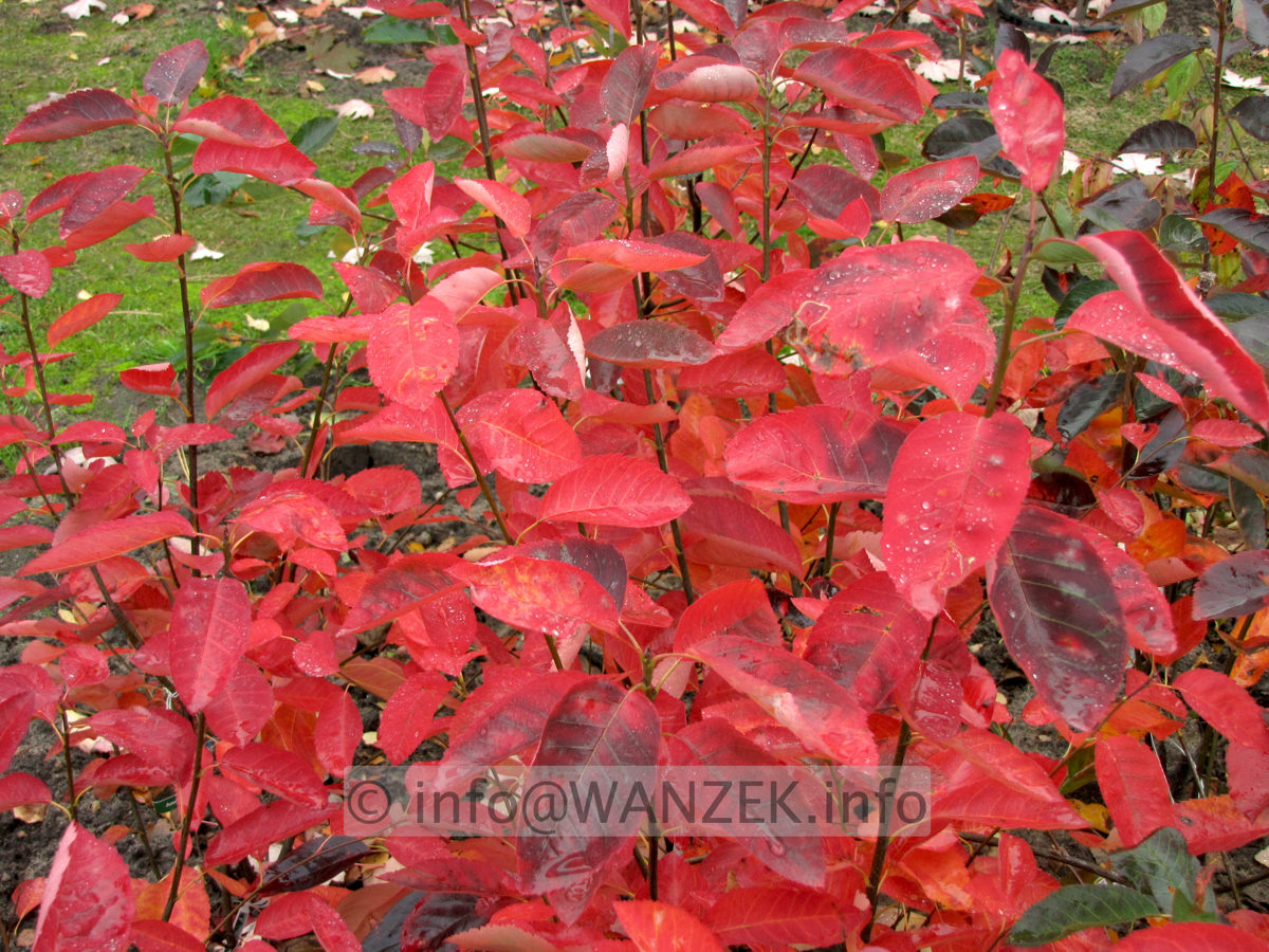 Amelanchier lamarckii - Herbst02.JPG